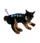 愛犬サラ♂〜仔犬時代①〜（個別スタンプ：8）