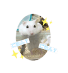 ジャンガリアンハムスター ごま（個別スタンプ：1）