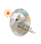ジャンガリアンハムスター ごま（個別スタンプ：2）
