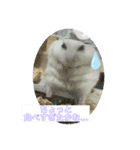 ジャンガリアンハムスター ごま（個別スタンプ：3）