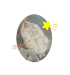 ジャンガリアンハムスター ごま（個別スタンプ：5）
