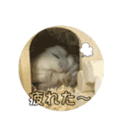 ジャンガリアンハムスター ごま（個別スタンプ：8）