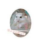 ジャンガリアンハムスター ごま（個別スタンプ：10）