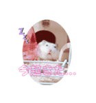 ジャンガリアンハムスター ごま（個別スタンプ：16）