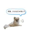 コタンプ★（個別スタンプ：5）