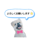 コタンプ★（個別スタンプ：17）