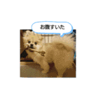 コタンプ★（個別スタンプ：28）