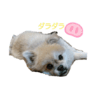 コタンプ★（個別スタンプ：30）