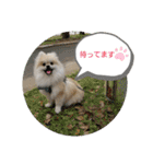 コタンプ★（個別スタンプ：32）