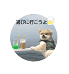 コタンプ★（個別スタンプ：38）