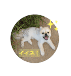 コタンプ★（個別スタンプ：40）
