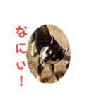 黒柴とと丸パート2（個別スタンプ：1）