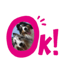 シェルティーsheltie（個別スタンプ：1）