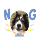 シェルティーsheltie（個別スタンプ：2）