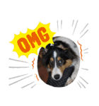 シェルティーsheltie（個別スタンプ：3）