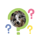シェルティーsheltie（個別スタンプ：4）