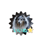 シェルティーsheltie（個別スタンプ：8）