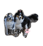 シェルティーsheltie（個別スタンプ：9）
