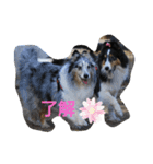 シェルティーsheltie（個別スタンプ：10）