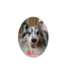 シェルティーsheltie（個別スタンプ：11）