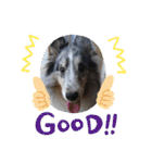 シェルティーsheltie（個別スタンプ：14）