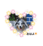 シェルティーsheltie（個別スタンプ：15）