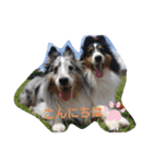 シェルティーsheltie（個別スタンプ：16）