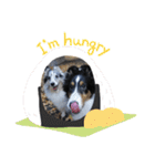 シェルティーsheltie（個別スタンプ：18）