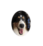 シェルティーsheltie（個別スタンプ：19）