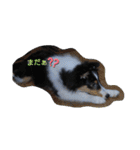 シェルティーsheltie（個別スタンプ：20）