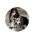 シェルティーsheltie（個別スタンプ：21）