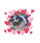 シェルティーsheltie（個別スタンプ：22）