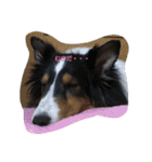 シェルティーsheltie（個別スタンプ：24）