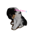シェルティーsheltie（個別スタンプ：25）