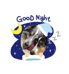 シェルティーsheltie（個別スタンプ：26）