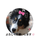 シェルティーsheltie（個別スタンプ：28）