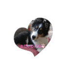 シェルティーsheltie（個別スタンプ：30）