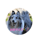 シェルティーsheltie（個別スタンプ：31）