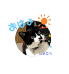 猫すたんぷ♪♪（個別スタンプ：1）