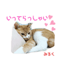 猫すたんぷ♪♪（個別スタンプ：4）