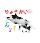 猫すたんぷ♪♪（個別スタンプ：5）