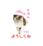 猫すたんぷ♪♪（個別スタンプ：8）