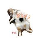 猫すたんぷ♪♪（個別スタンプ：9）
