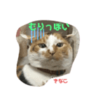 猫すたんぷ♪♪（個別スタンプ：11）