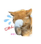 猫すたんぷ♪♪（個別スタンプ：12）
