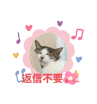 猫すたんぷ♪♪（個別スタンプ：13）