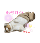 猫すたんぷ♪♪（個別スタンプ：15）