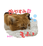 猫すたんぷ♪♪（個別スタンプ：16）