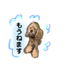 コッカースパニエルきなこ2（個別スタンプ：4）