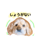 コッカースパニエルきなこ2（個別スタンプ：6）